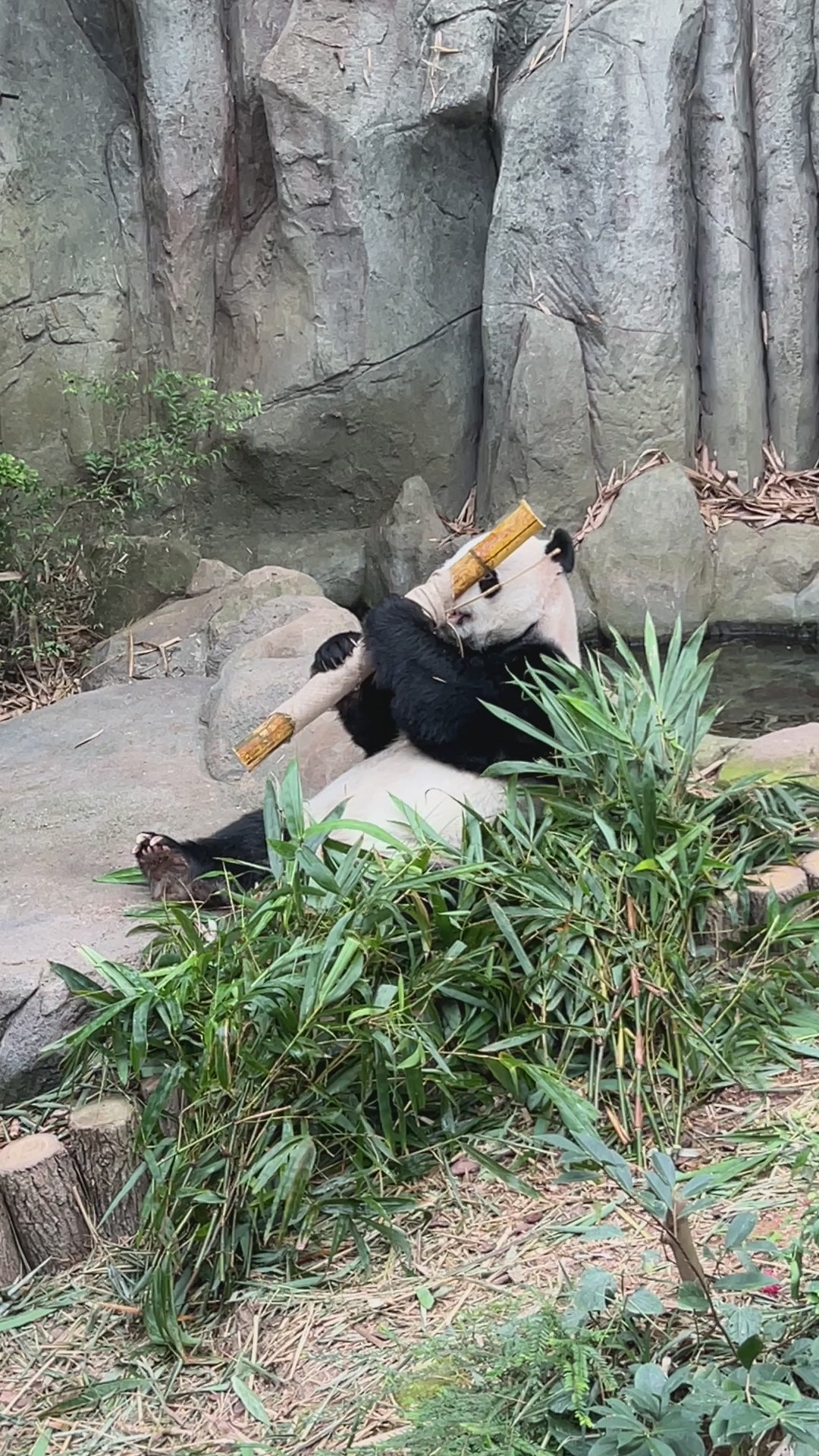 ［グルマンディーズ］リング